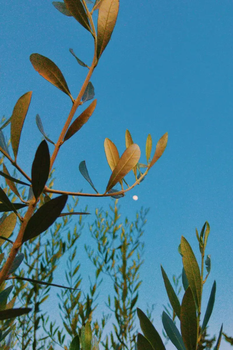 Olive branches against an evening sky
